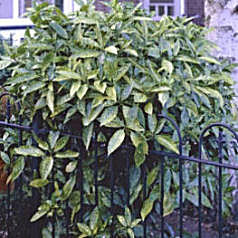 Aucuba japonica Variegata